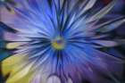 USA, Washington State, Seabeck. Abstract blur made to look like flower. Art Print